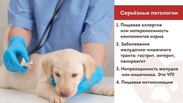 Рвота у питомца после еды | #знаю_чем_кормлю