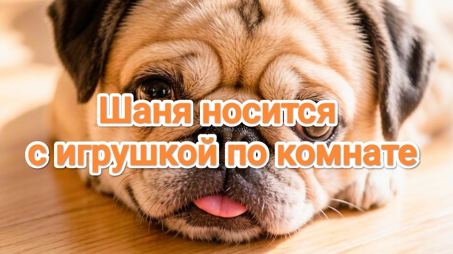 Шаня носится с игрушкой. Мопс
