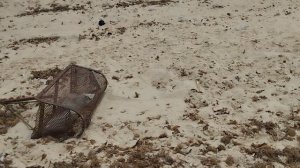 Хаммамет. Не туристический пляж это шок