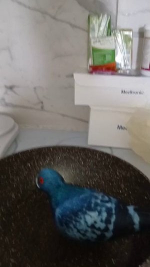 готовка голубя для кота
