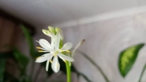 Цветут нежно  белыми цветочками.