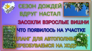 Сезон дождей вдруг настал/ Засохли взрослые вишни/ Что появилось/ Проводим шланг для автополива