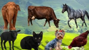 СБОРНИК МИЛЫХ ЗВУКОВ ЖИВОТНЫХ: КОРОВА, КОШКА, КУРИЦА, СОБАКА, ОВЦА, ЛОШАДЬ - МИЛЫЕ МОМЕНТЫ ЖИВОТНЫХ