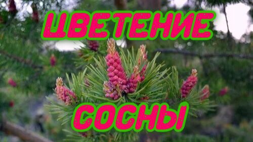 Цветение Сосны. смотреть онлайн