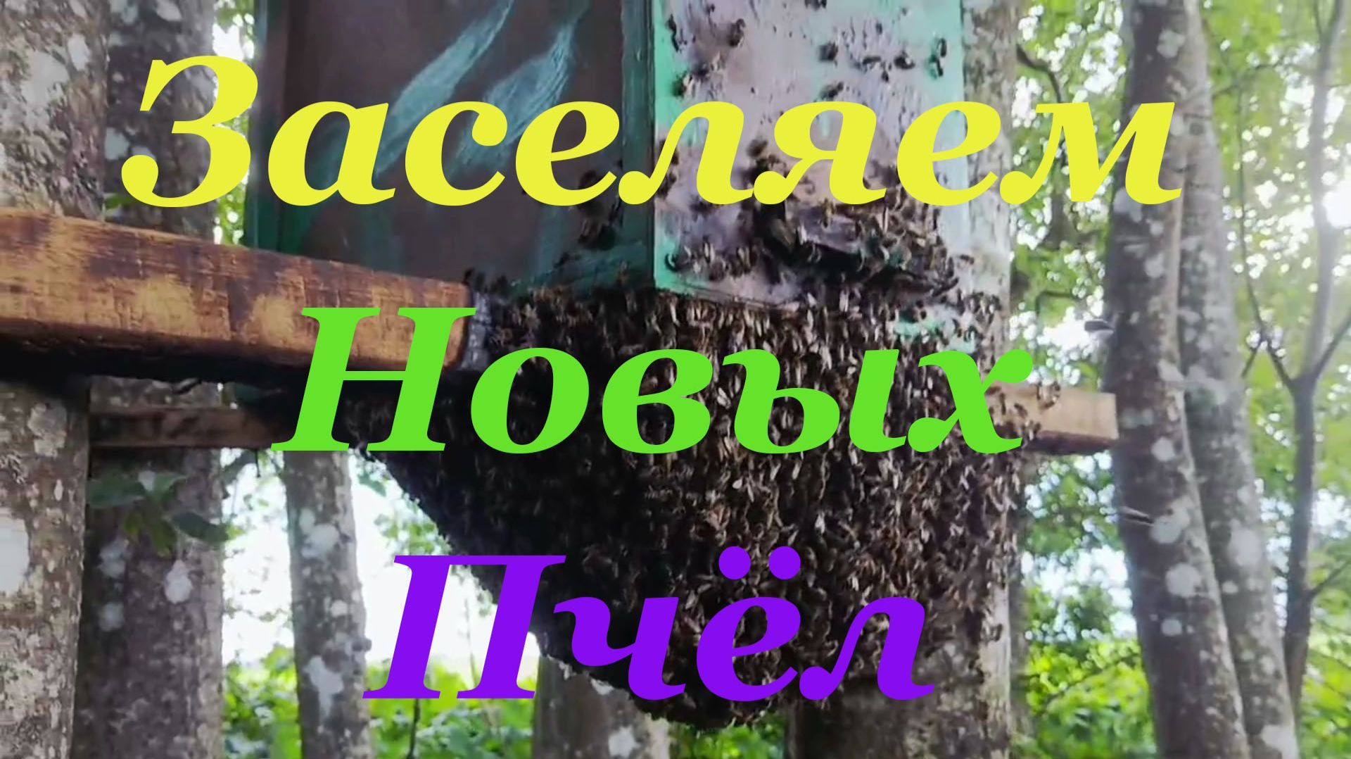 Заселяем новый пчельник пчелиными роями