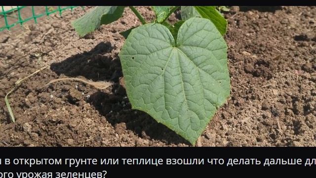 Огурцы в открытом грунте или теплице взошли что делать дальше для большого урожая зеленцев