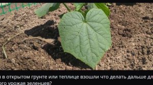 Огурцы в открытом грунте или теплице взошли что делать дальше для большого урожая зеленцев