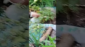 1000068132.mp4. ✨Добрый день!!! ✨ Моя Клумба!!!✨ Вязание✨ « Волга - Матушка!!!✨ Волгоград -Волжский✨
