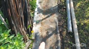 Утренние планы на выходной день /приехали внучки