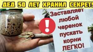 Самый простой способ укоренить любой черенок 100% ЧЕРЕНКОВАНИЕ. ЧЕРЕНКИ ВИНОГРАДА. ЧЕРЕНКИ РОЗ