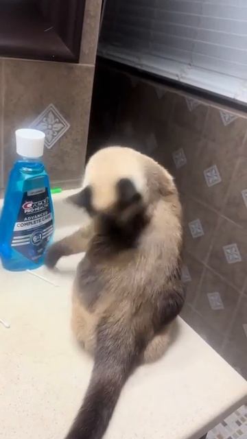 чистюля🥺 смотреть онлайн