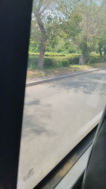 Еду с работы. У Буси подрасли котята.