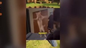 вирусные видео