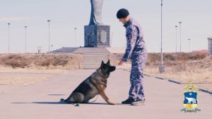 Чукотский кинолог
