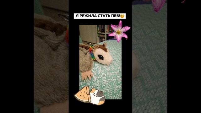 Я решила снимать фд пбб:)😊пбб-плюш белка блогер🤎🐿🌰
