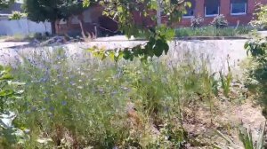 Летняя прогулка по Ейску, благоустройство, чистота, цветы, дороги