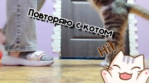 повторяю с котом
