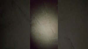 гуляем с подругами 1 серия