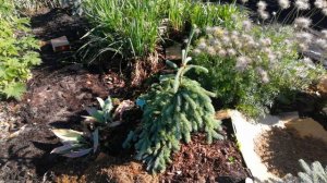 Ель канадская Пендула. Picea glauca Pendula