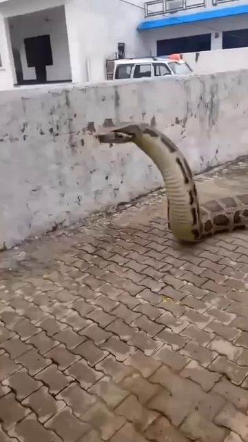 Это вам не от бездомных собак отбиваться смотреть онлайн