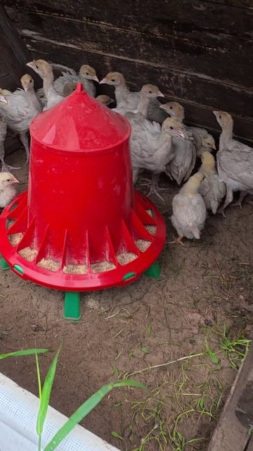 Хватит кормить пол! 🛑 Идеально для цыплят, утят и индюшат 🐤