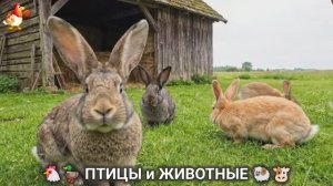 Сельские мотивы 🐏🐓🐇 Видео для души и радости 🌞 (5)