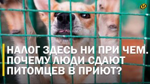 В соцсетях зло осуждают белорусов, которые сдают своих собак в приют из-за налога. НО ТАК ЛИ ЭТО?