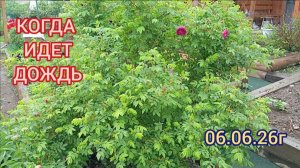 ЧТО ДЕЛАТЬ САДОВОДУ В ДОЖДЛИВУЮ ПОГОДУ 😁06.06.26г
