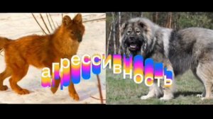 батл собак
Новая версия