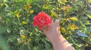 Смотрите до конца. Не очень доброе утро 😞, и так почти каждый день...