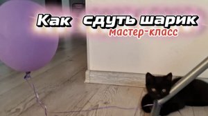 Кот играл с воздушным шариком, но вдруг он спустился: реакция кота-удивление, растерянность и осмотр