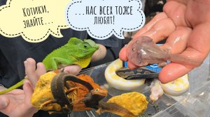 Хвастаюсь новыми курочками и показываю интересное на Рептилиуме! Необычные домашние питомцы и их еда