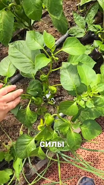Советы по формированию перцев и баклажанов для богатого урожая 🌶🍆 смотреть онлайн