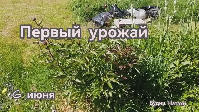 Одна на даче. Первый урожай. Томаты через 2 недели после высадки. Рассада для стройки. смотреть онлайн