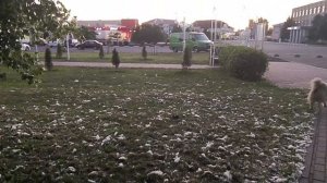 Парк молодожёнов