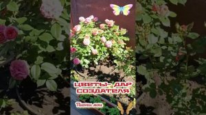 YouCut_20260608_124345465.mp4