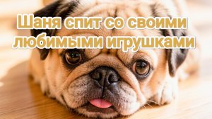 Шаня спит со своими любимыми игрушками. Мопс