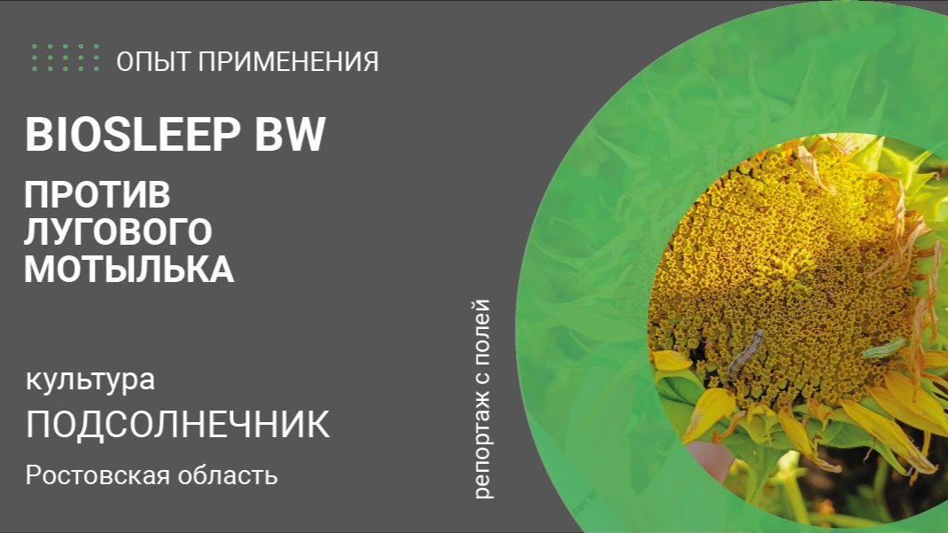Эффективность BioSleep BW для борьбы с чешуекрылыми вредителями. Подсолнечник. Ростовская область