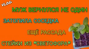🍒 Муж вернулся на дачу не один/ Наш участок затопила соседка/ Ещё рассада/ Стейки из Светофора
