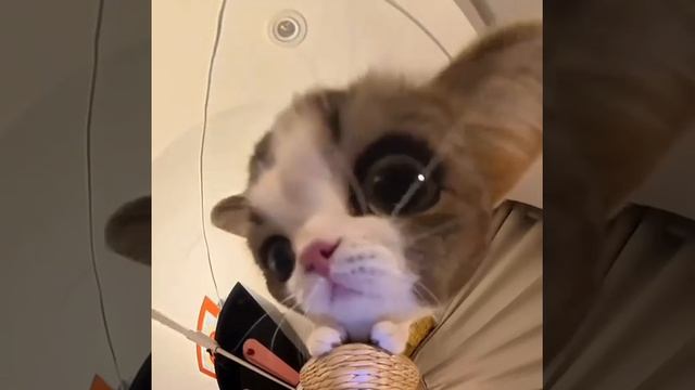 Видео от Tom and Сats / Кот на карте смотреть онлайн
