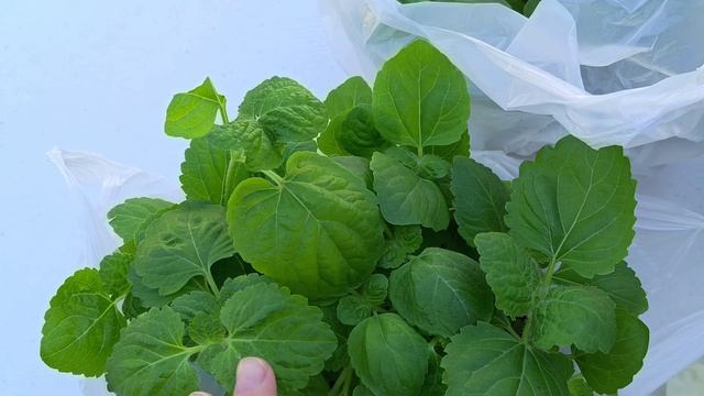 Мой выходной! смотреть онлайн