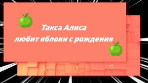 Такса Алиса любит яблоки с рождения