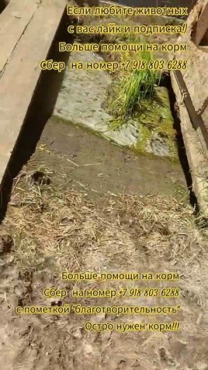 Болото в вольерах, такого еще не было