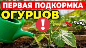 Первая подкормка огурцов: ГЛАВНАЯ ОШИБКА которая погубит корни