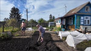 Утро ранне, а мы уже работаем /  Посадила капусту / Высадила помидоры