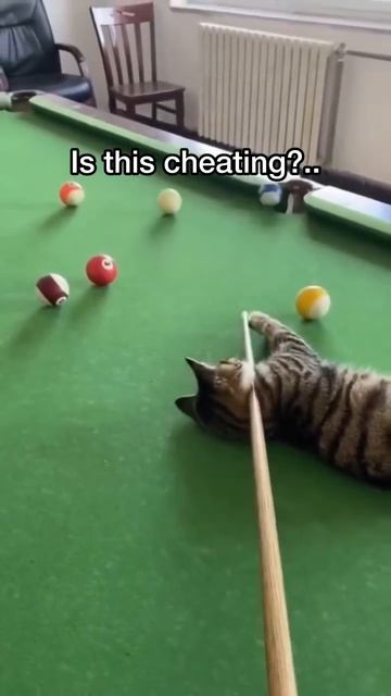 коты и бильярд