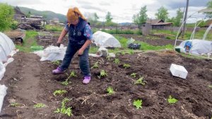 Жизнь в развалюхе Высаживаю помидоры