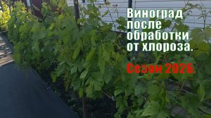 Виноград после обработки от хлороза | Виноград