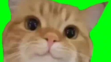 аниме котики
