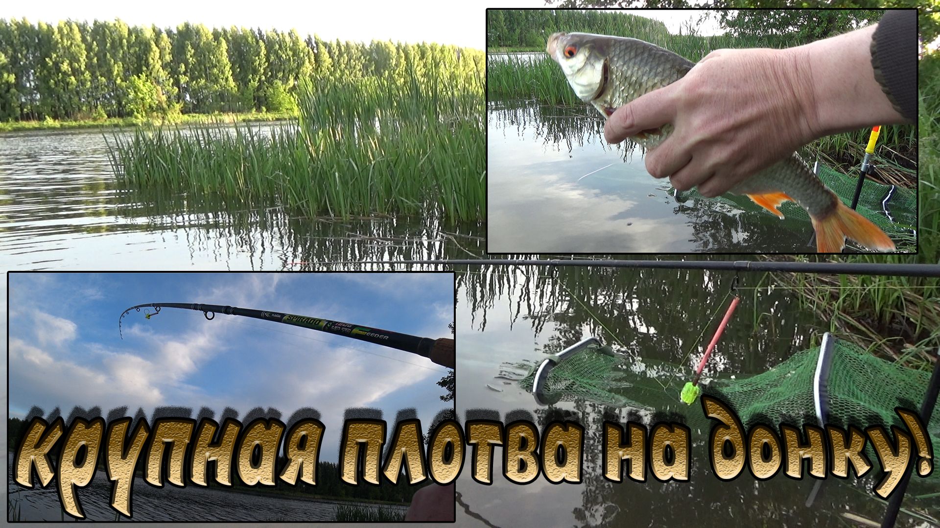 Реально крупная, отборная плотва на донку! Погода не очень, а клёв отличный!
